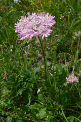 Heracleum austriacum siifolium