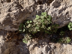 Mabrya acerifolia