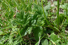 Heracleum austriacum siifolium