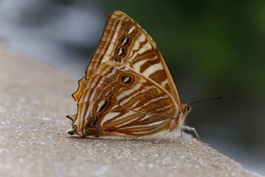 Morpho lympharis