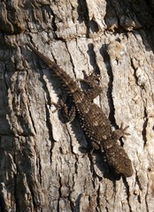 Tarentola mauritanica