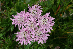 Heracleum austriacum siifolium
