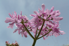 Heracleum austriacum siifolium