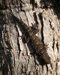 Tarentola mauritanica