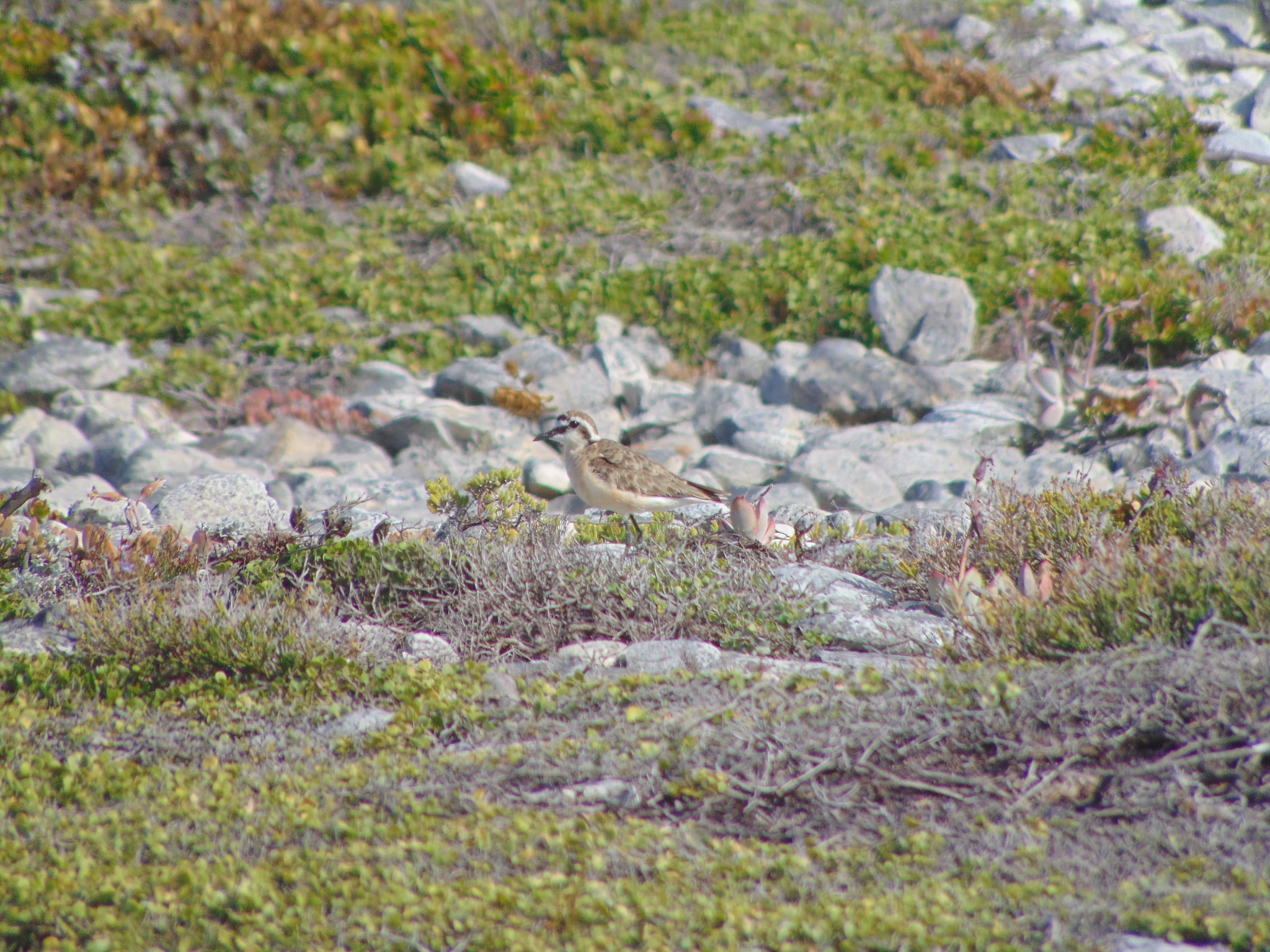 Kittlitz's Plover (Anarhynchus pecuarius)