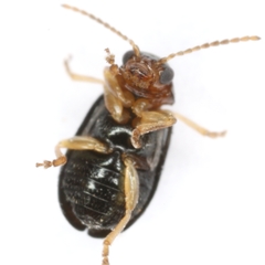 Miraces aeneipennis