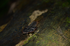 Platerodrilus ruficollis