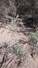 Prosopis pubescens