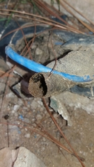 Nannotrigona testaceicornis