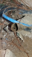 Nannotrigona testaceicornis