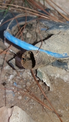 Nannotrigona testaceicornis