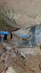 Nannotrigona testaceicornis