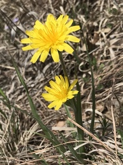 Nothocalais cuspidata