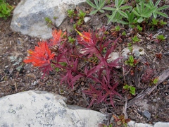 Castilleja rupicola