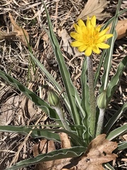 Nothocalais cuspidata