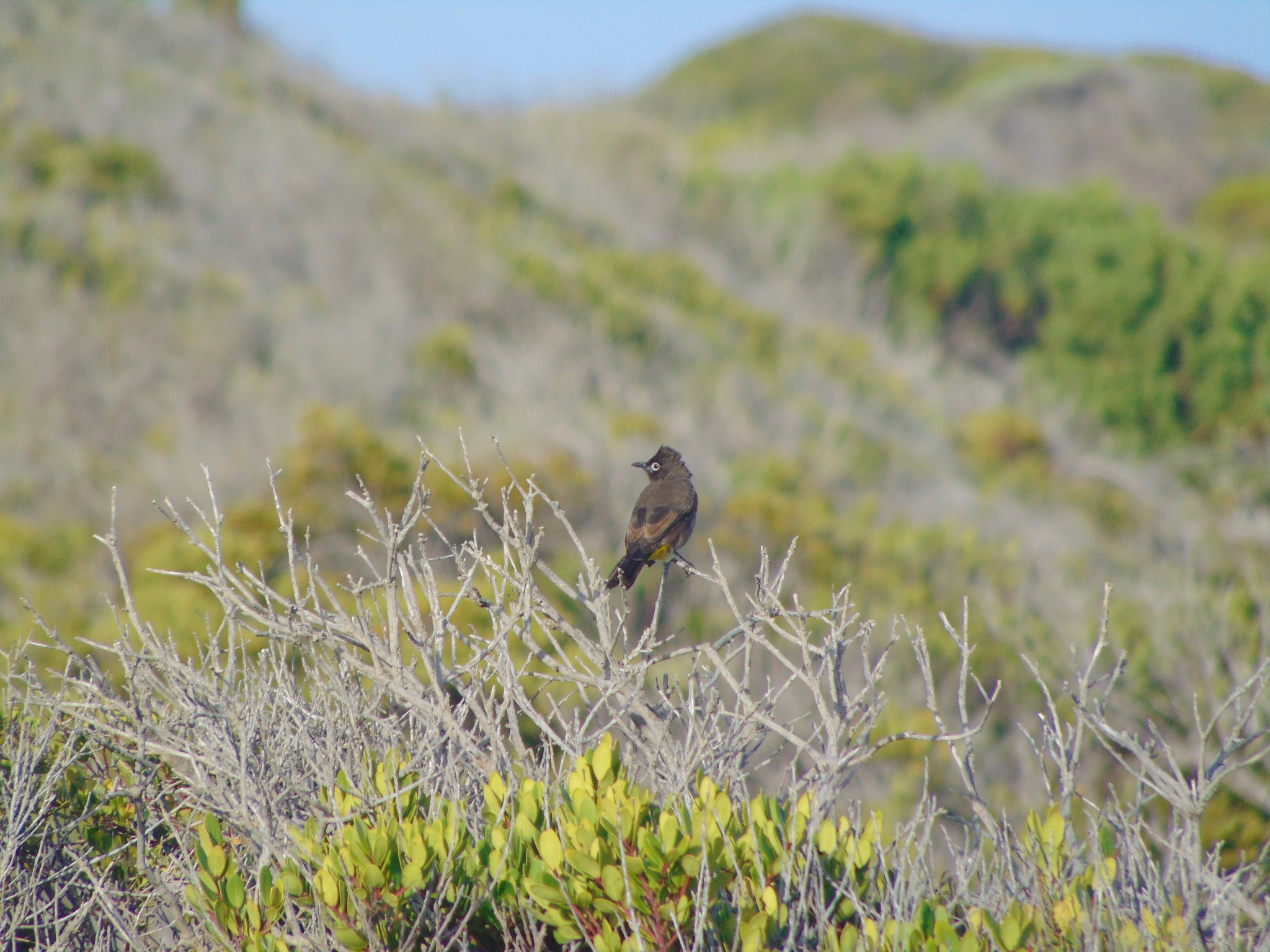 Cape Bulbul illustration