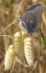 Icaricia icarioides missionensis