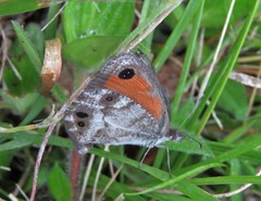 Pseudonympha magoides