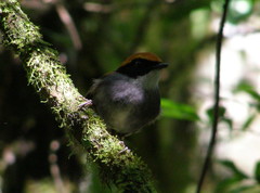 Conopophaga melanops