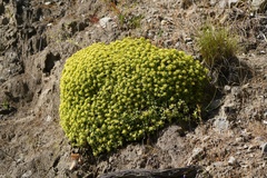 Azorella spinosa