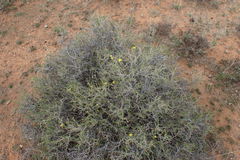 Osteospermum spinescens