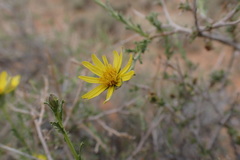 Osteospermum spinescens