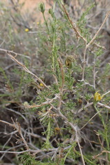 Osteospermum spinescens