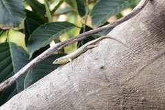Dasia olivacea