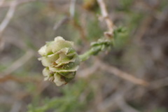 Osteospermum spinescens