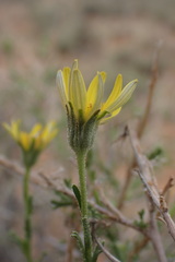 Osteospermum spinescens