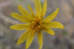 Osteospermum spinescens