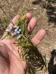 Juniperus procera