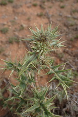 Berkheya pinnatifida