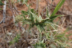 Berkheya pinnatifida