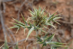 Berkheya pinnatifida