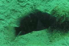 Black Midas Cichlid photo 5