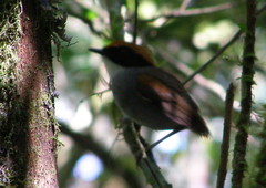 Conopophaga melanops