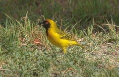 Ploceus velatus caurinus