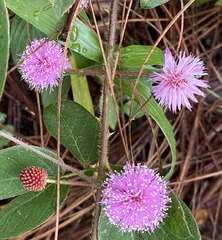 Mimosa albida albida