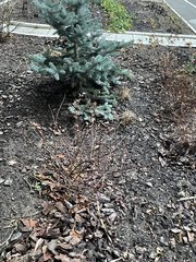 Picea pungens