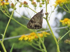 Pseudonympha magoides
