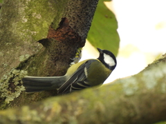 Parus major