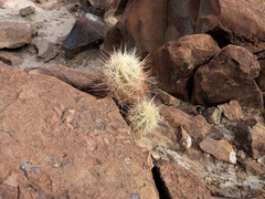 Thelocactus bicolor