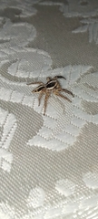 Plexippus paykulli