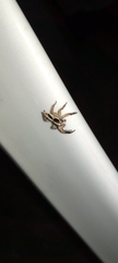 Plexippus paykulli
