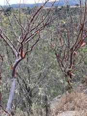 Bursera kerberi