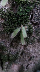 Cactaceae