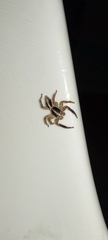 Plexippus paykulli