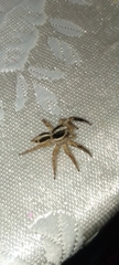 Plexippus paykulli