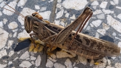 Schistocerca serialis